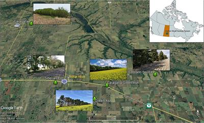 Demonstration and Testing of the Improved Shelterbelt Component in the Holos Model